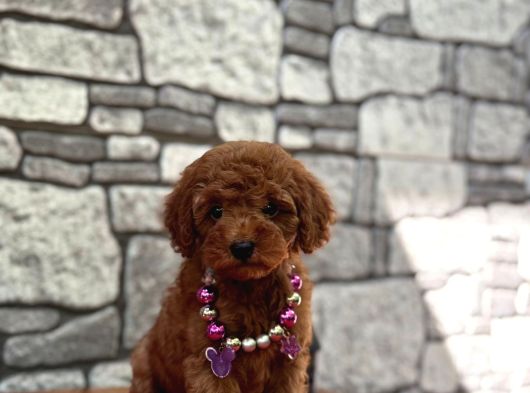 Sevimli Toy Poodle Kore Yavrular görsel
