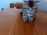 Efsane Britisshorthair Yavrulari Ankara