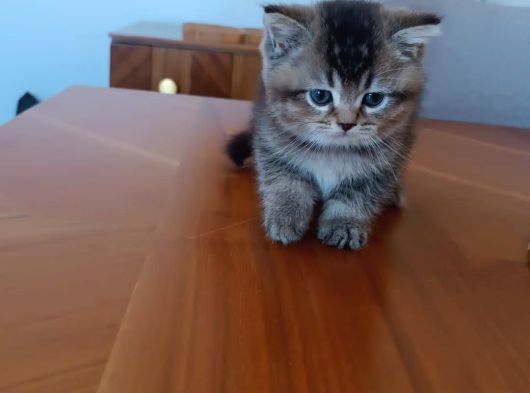 Efsane Britisshorthair Yavrulari Ankara görsel