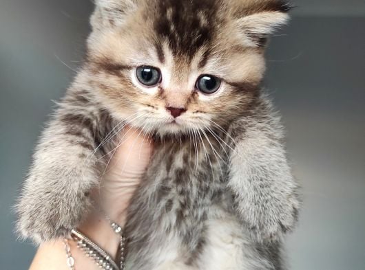 Efsane Britisshorthair Yavrulari Ankara görsel