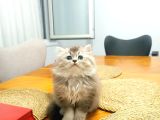 Efsane Britisshorthair Yavrulari Ankara