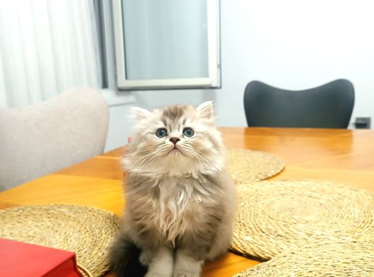 Efsane Britisshorthair Yavrulari Ankara görsel
