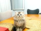Efsane Britisshorthair Yavrulari Ankara