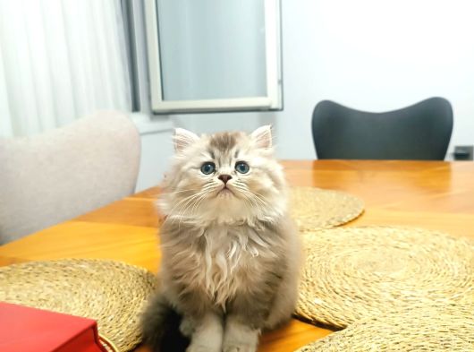 Efsane Britisshorthair Yavrulari Ankara görsel