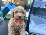En sevimli Maltipoo tüm özel eşyaları ile vereceğim