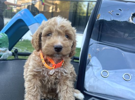 En Sevimli Maltipoo Tüm Özel Eşyaları Ile Vereceğim