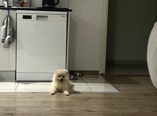 Erkek Yavru Bütün Aşıları Tam Tuvalet Eğitimi Var görsel