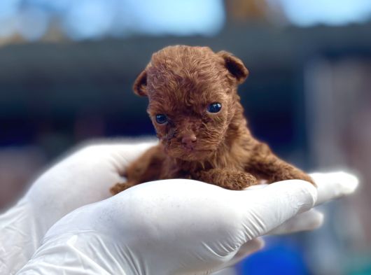 Daha Kısa Burun Daha Dolgun Yüz Kore Poodle Farkını Keşfed görsel