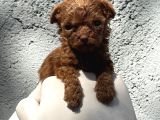 Daha Kısa Burun Daha Dolgun Yüz Kore Poodle Farkını Keşfed