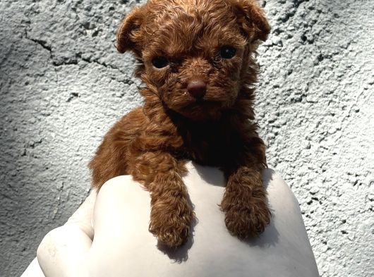 Daha Kısa Burun Daha Dolgun Yüz Kore Poodle Farkını Keşfed