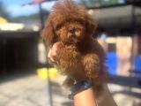 Daha Kısa Burun Daha Dolgun Yüz Kore Poodle Farkını Keşfed