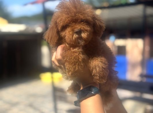 Daha Kısa Burun Daha Dolgun Yüz Kore Poodle Farkını Keşfed görsel