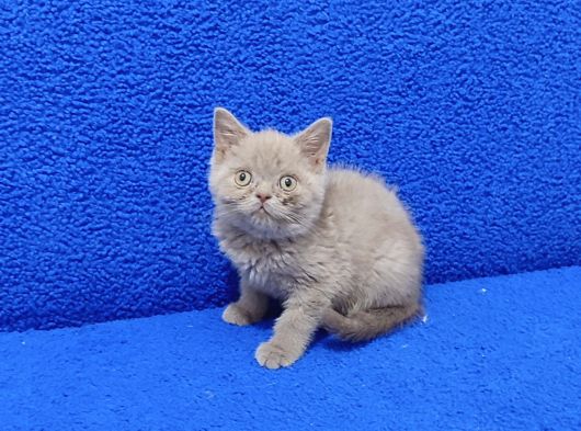 Li̇lak Bri̇ti̇sh Ponçi̇k Tesli̇me Hazirdir görsel