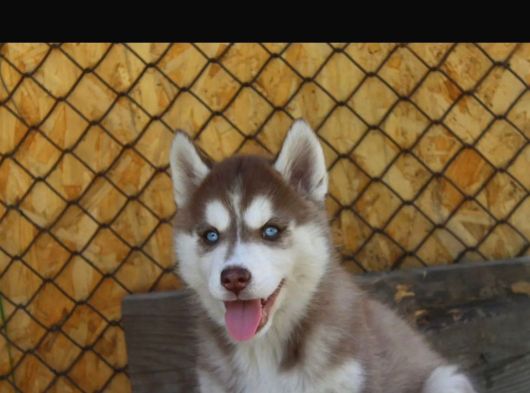 Kızıl Husky Yavruları