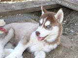Kızıl Husky Yavruları
