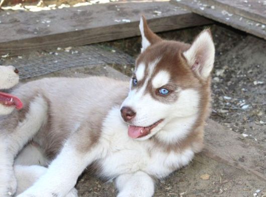 Kızıl Husky Yavruları görsel