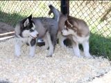 Kızıl Husky Yavruları