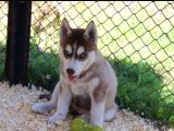 Kızıl Husky Yavruları
