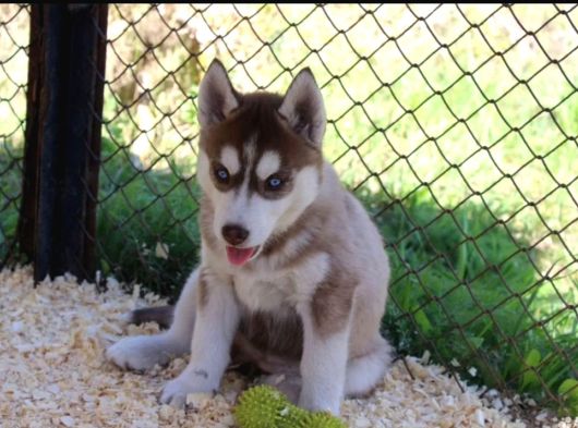 Kızıl Husky Yavruları görsel