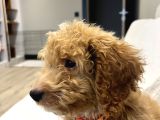 En Sevimli Maltipoo Tüm Özel Eşyaları Ile Vereceğim