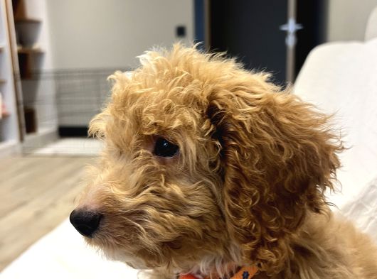 En Sevimli Maltipoo Tüm Özel Eşyaları Ile Vereceğim görsel