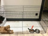 En Sevimli Maltipoo Tüm Özel Eşyaları Ile Vereceğim