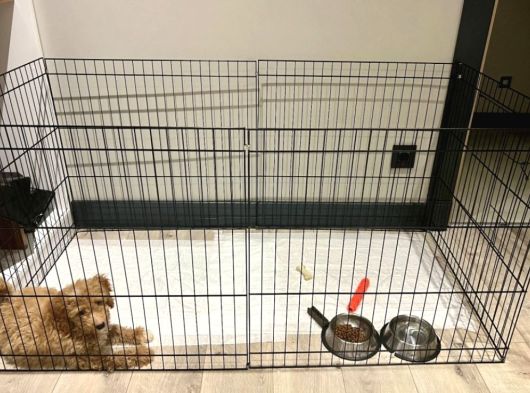 En Sevimli Maltipoo Tüm Özel Eşyaları Ile Vereceğim görsel