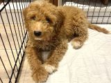 En Sevimli Maltipoo Tüm Özel Eşyaları Ile Vereceğim