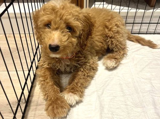 En Sevimli Maltipoo Tüm Özel Eşyaları Ile Vereceğim görsel