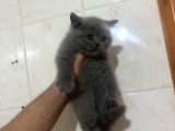Ayı Surat Bebekler