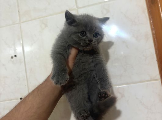 Ayı Surat Bebekler görsel