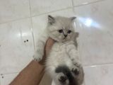 Ayı Surat Bebekler