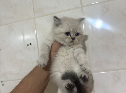 Ayı Surat Bebekler görsel
