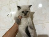 Ayı surat bebekler