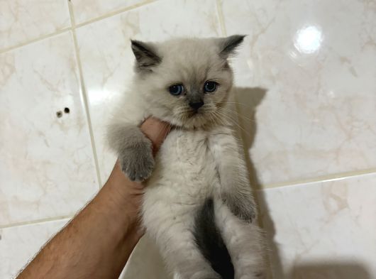 Ayı Surat Bebekler