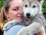 ÇİFTLİKTEN ŞECERELİ AMERİKAN VE ÇEKOSLOVAK WOLF DOG YAVRULAR