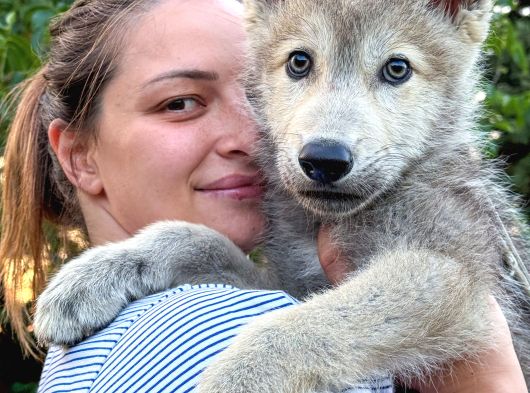 ÇİFTLİKTEN ŞECERELİ AMERİKAN VE ÇEKOSLOVAK WOLF DOG YAVRULAR