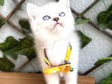 Di̇şi̇ Güzeller Güzeli̇ Hari̇ka Kizimiz