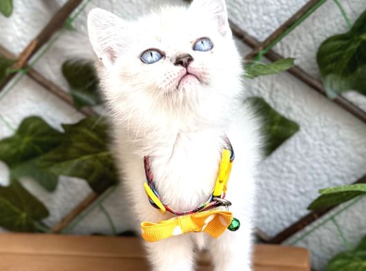 Di̇şi̇ Güzeller Güzeli̇ Hari̇ka Kizimiz görsel