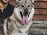 Çi̇ftli̇kten Şecereli̇ Ameri̇kan Ve Çekoslovak Wolf Dog Yavrular