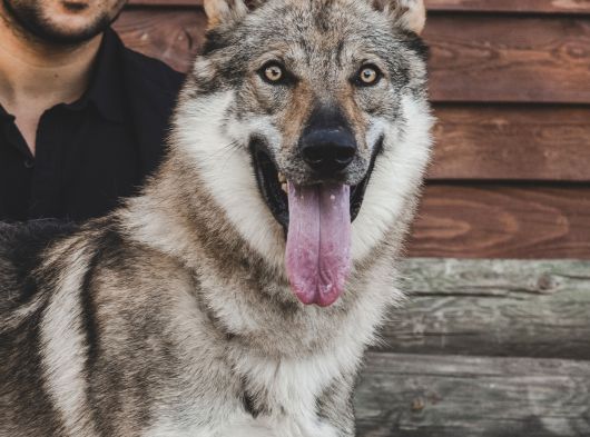 Çi̇ftli̇kten Şecereli̇ Ameri̇kan Ve Çekoslovak Wolf Dog Yavrular görsel