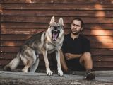 Çi̇ftli̇kten Şecereli̇ Ameri̇kan Ve Çekoslovak Wolf Dog Yavrular