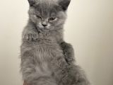 Bri̇ti̇sh Shorthai̇r 2 Aylik Bebek