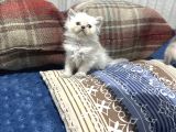 British Bluepoint Longhair