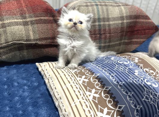 British Bluepoint Longhair