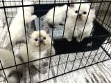 British Bluepoint Longhair