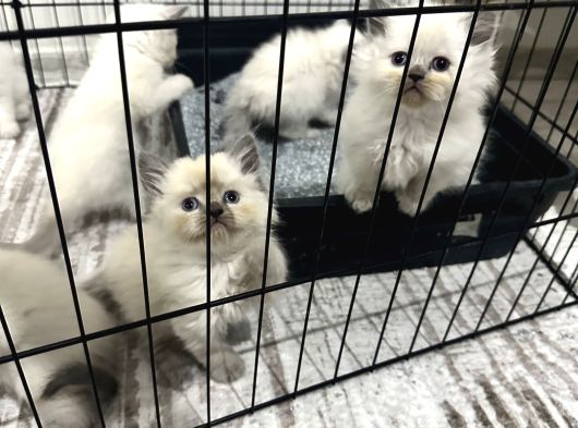 British Bluepoint Longhair görsel
