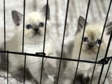 British Bluepoint Longhair