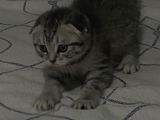 Scottish Fold Yavruları