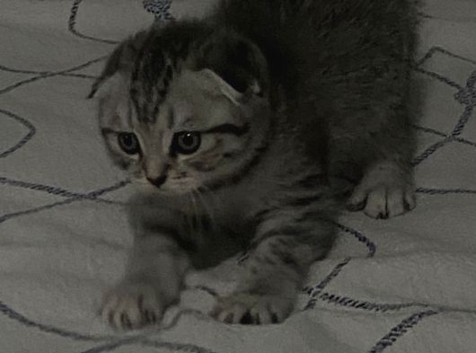 Scottish Fold Yavruları görsel